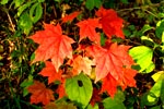 Autumn/Winter Packages